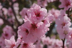 桃の花