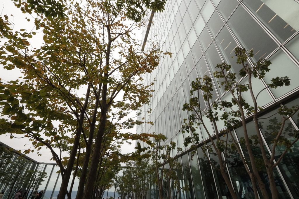 あべのハルカス16階庭園にて