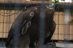 天王寺動物にて　ソウゲンワシ