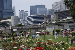 大阪中之島公園薔薇園にて