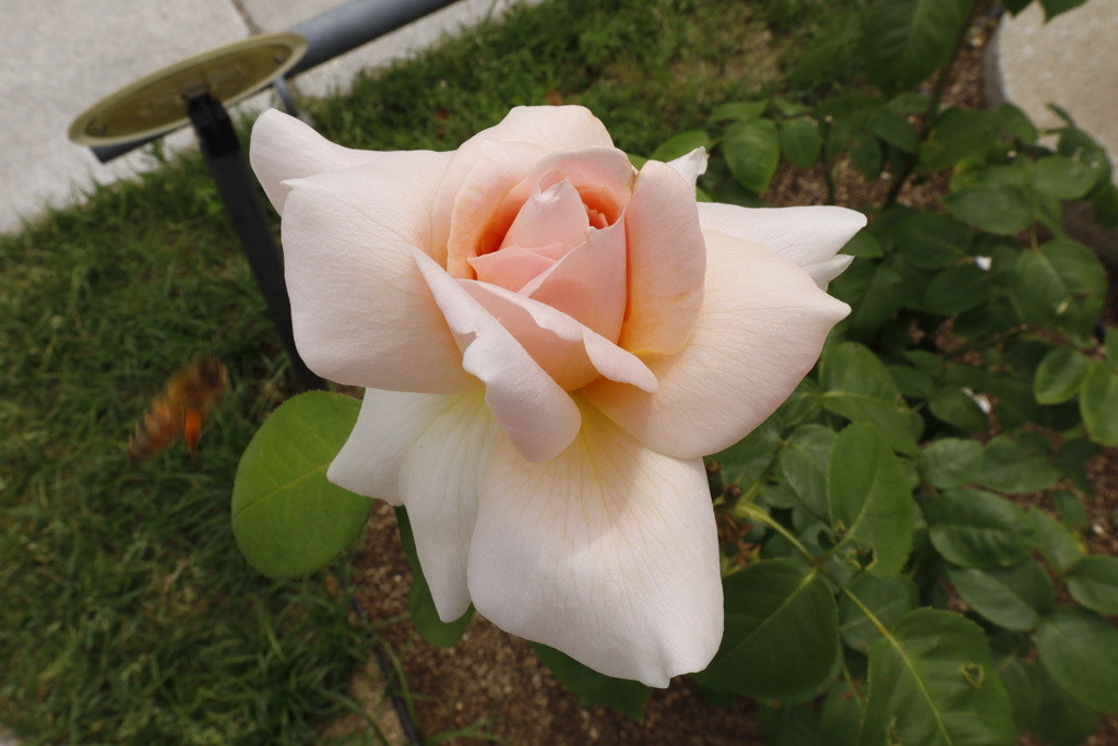 蜂が写り込んだ