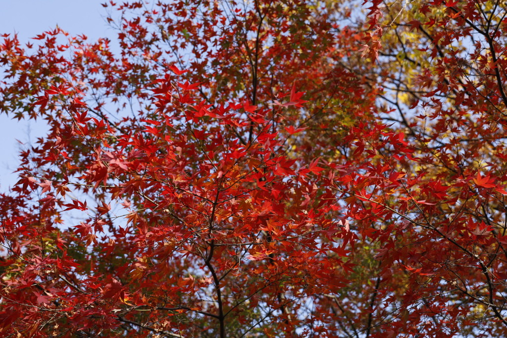 大仙公園日本庭園にて紅葉
