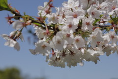 桜花の中心が赤くなってきました。