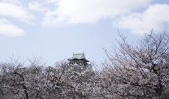 大阪城桜