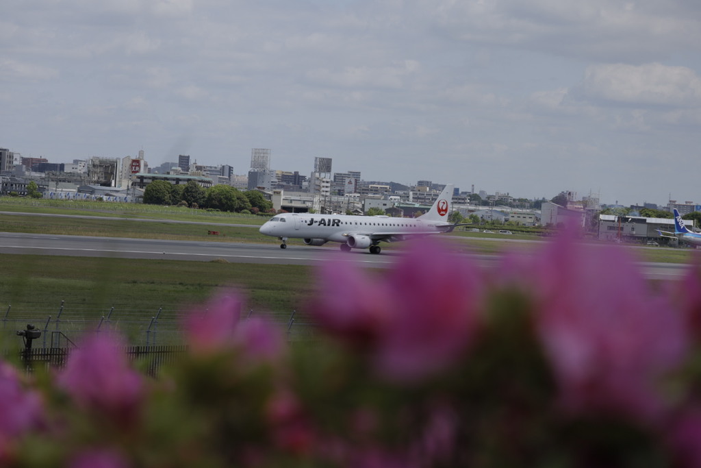 大阪空港伊丹空港にて　ツツジ越しに