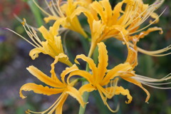 黄色曼珠沙華