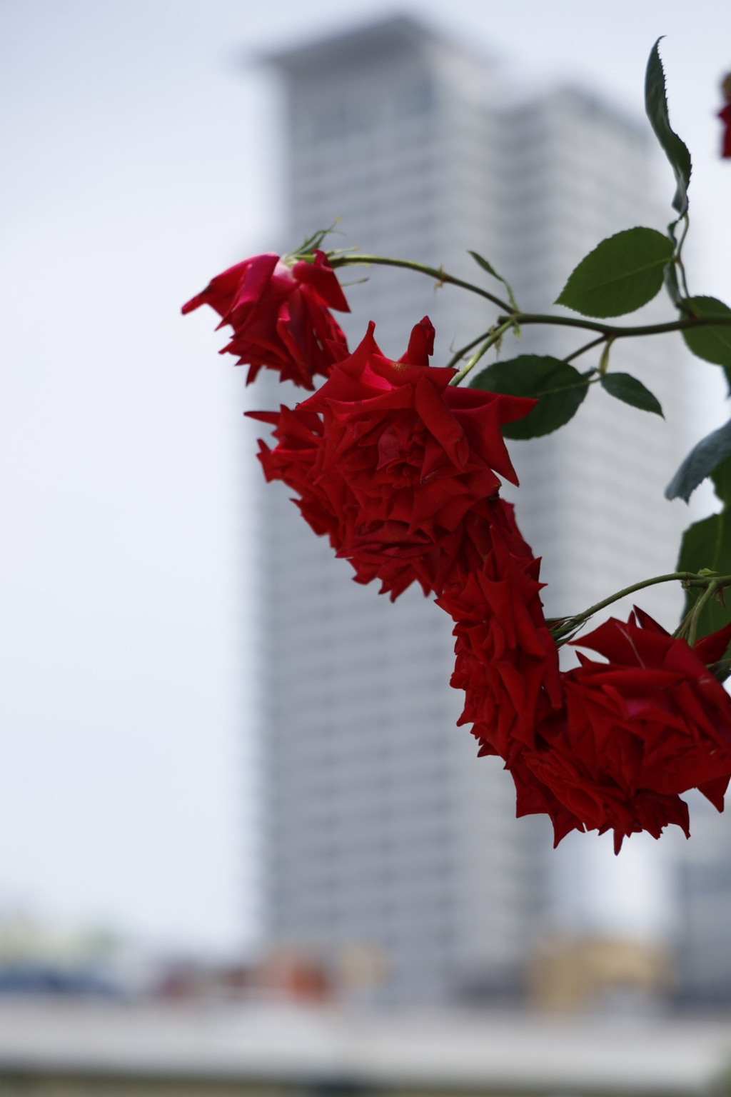 大阪中之島公園薔薇園にて
