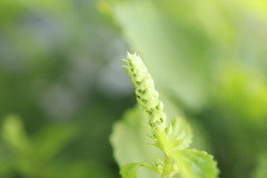 大葉青紫蘇の花芽