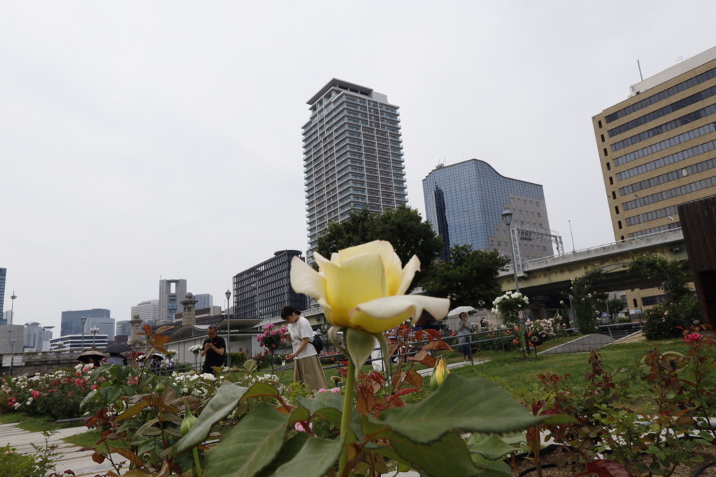 大阪中之島公園薔薇園にて