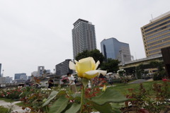 大阪中之島公園薔薇園にて
