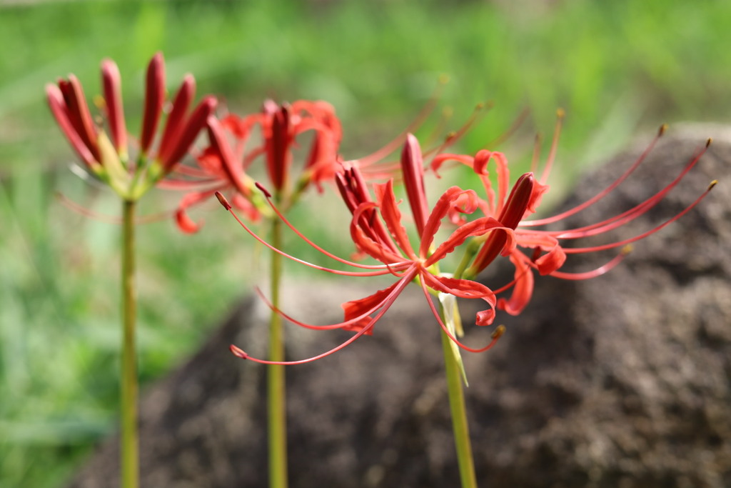 赤の曼珠沙華
