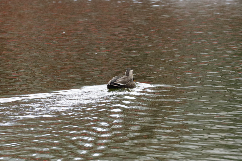 大阪天王寺茶臼山の池にて