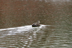 大阪天王寺茶臼山の池にて