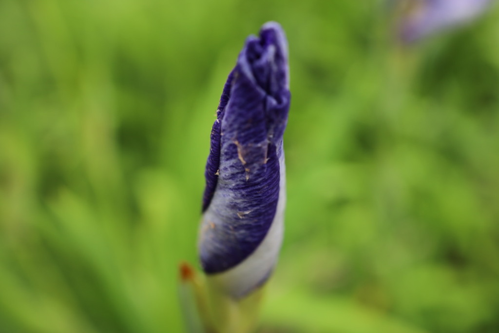 花菖蒲の蕾