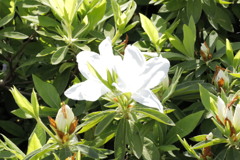 白の白のツツジツツジ