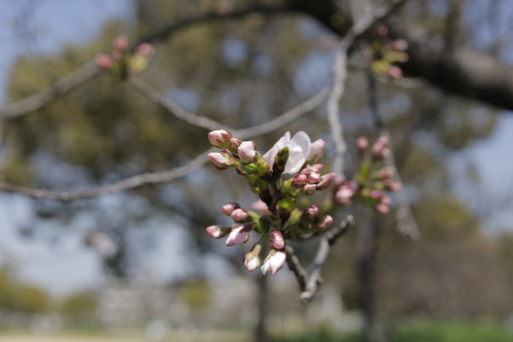 桜