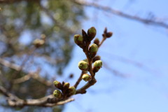 桜蕾開花近し