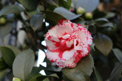 山茶花