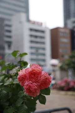 大阪中之島公園薔薇園にて