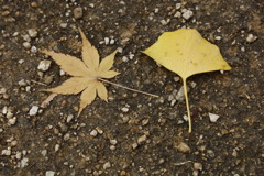 大仙公園日本庭園にて