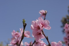 桃の花