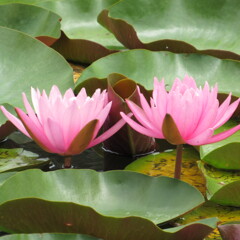 長居公園植物園スイレン