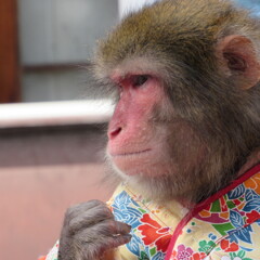 大道芸人のお猿さん