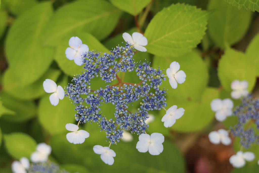 紫陽花