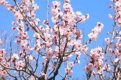 大阪城梅林庭園公園にて