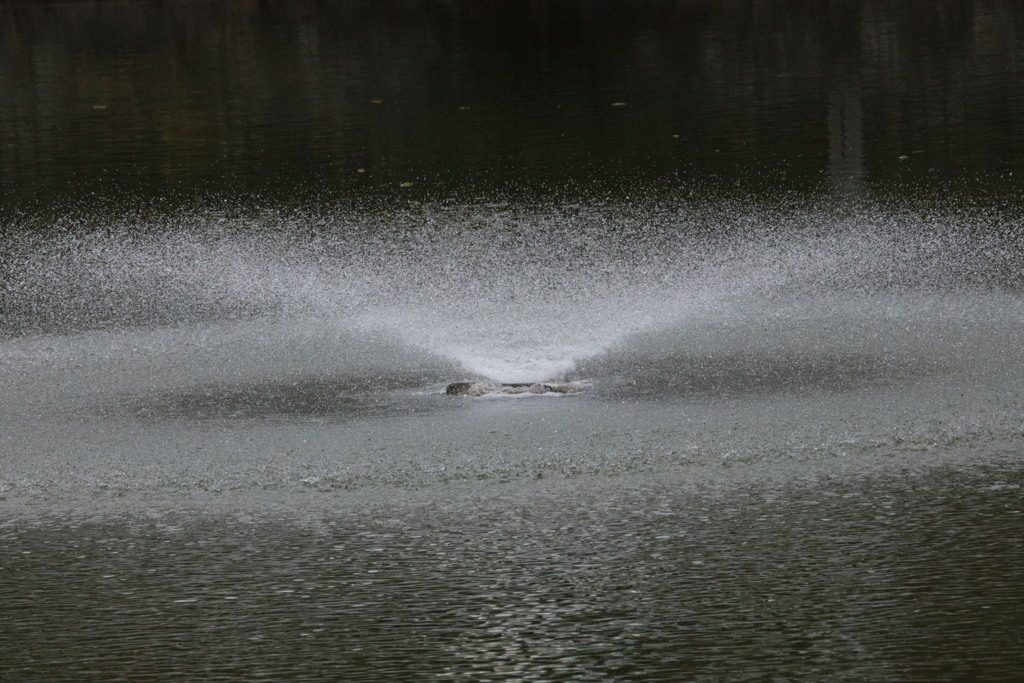 大阪天王寺茶臼山真田幸村と徳川家康激戦地