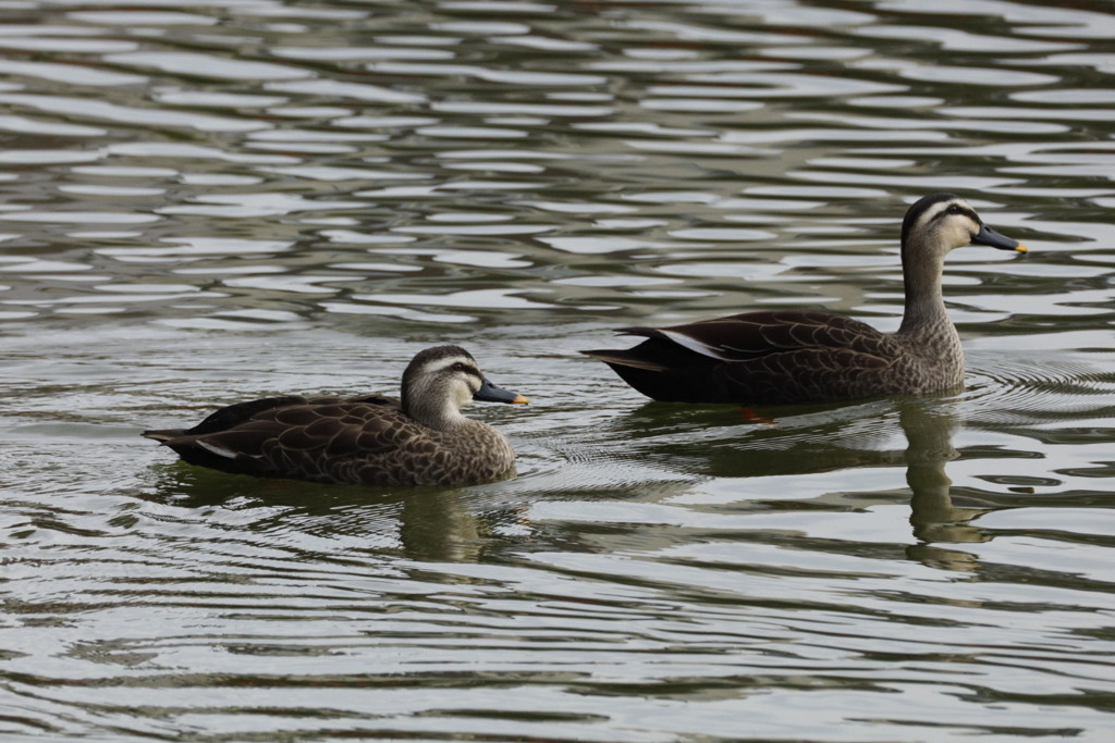 大阪天王寺茶臼山にて