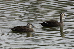 大阪天王寺茶臼山にて