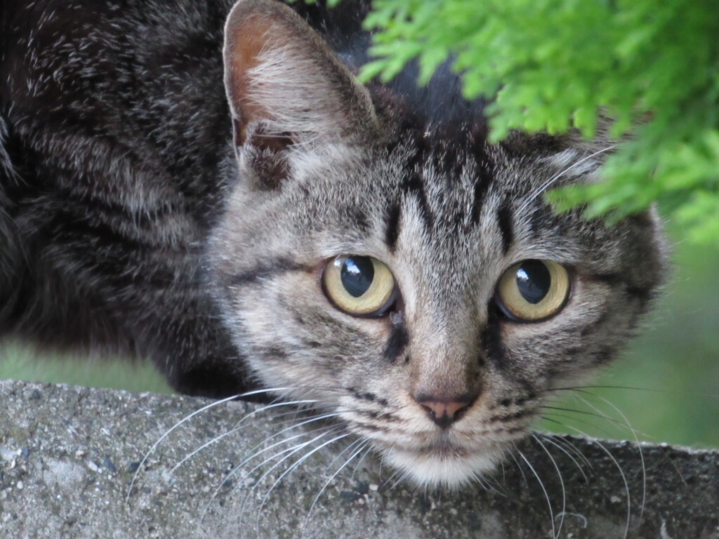 野良猫