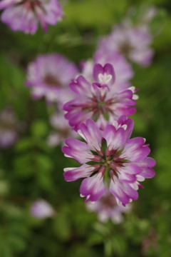 蓮華草