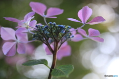 玉ボケをバックに