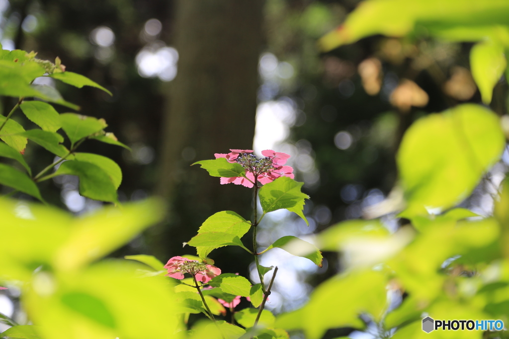 紫陽花　一人で咲く
