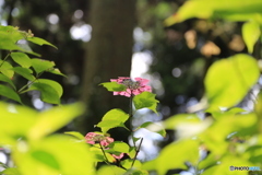 紫陽花　一人で咲く