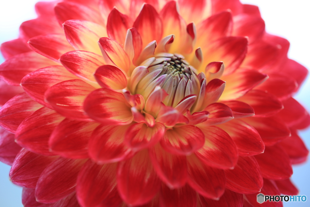 ダリア　グラディーション