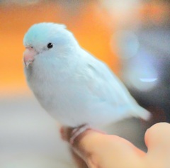 幸せの青い鳥