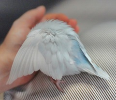 ふわふわとツバサ