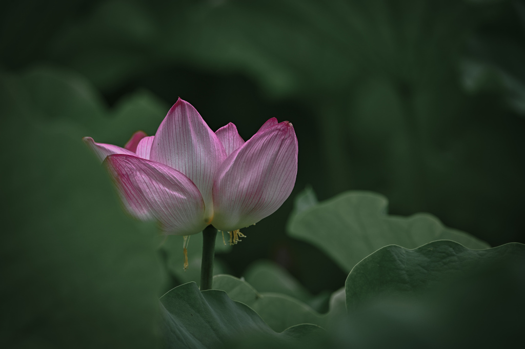見頃を迎えた蓮の花