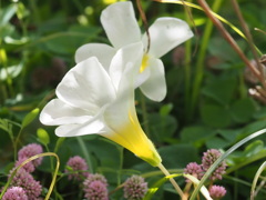 『芙蓉オキザリスの煌めき』