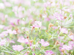 『カスミソウの世界』