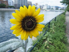 『夏、川岸の花』