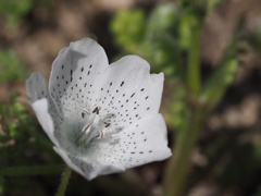 『チャーミング―ネモフィラ・スノーストーム』