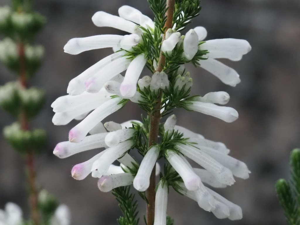 清楚『エリカ』