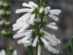 清楚『エリカ』