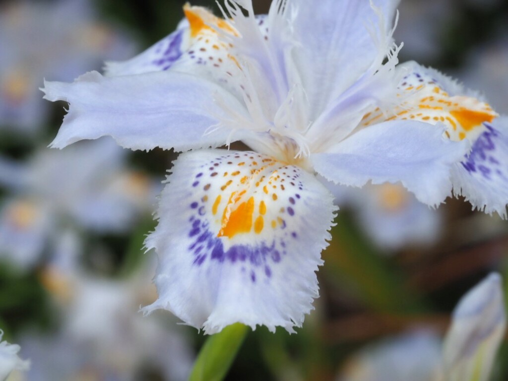 『シャガの美』