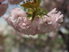 『麗しの八重桜―一葉』