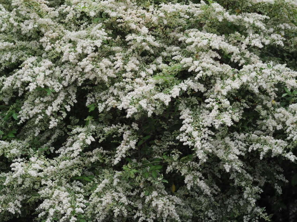 『にぎやか―ツワブキ』